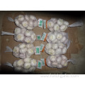 Normal White Garlic High Quality